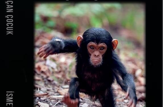 Philosophical Critique of Sınıftan Kaçan Çocuk